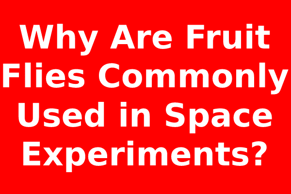 Why Are Fruit Flies Commonly Used in Space Experiments?