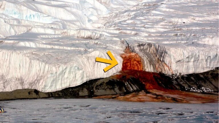 Antarctica’s Blood Falls Hides a Hidden World That’s Never Seen The Sun : ScienceAlert