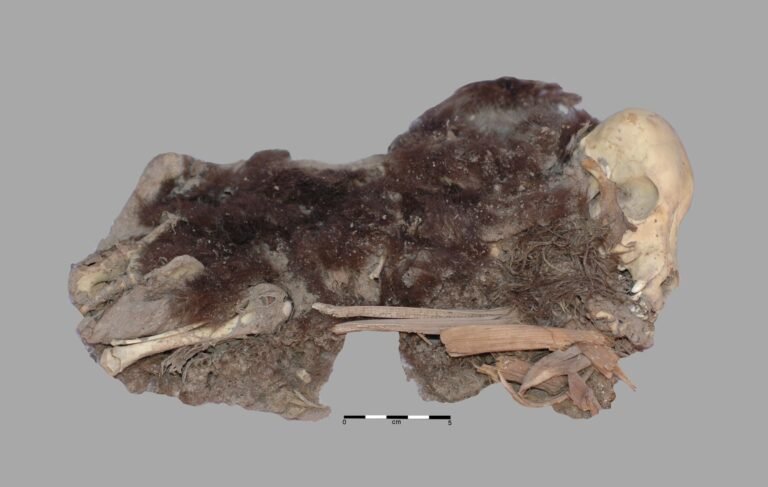 1,100-Year-Old Mummified Dogs from Peru Analyzed