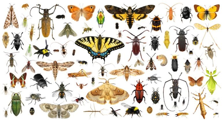 Earth Might Be Home to 20 Million Insect Species—More Than Three Times as Many as Previously Thought, a Study Suggests