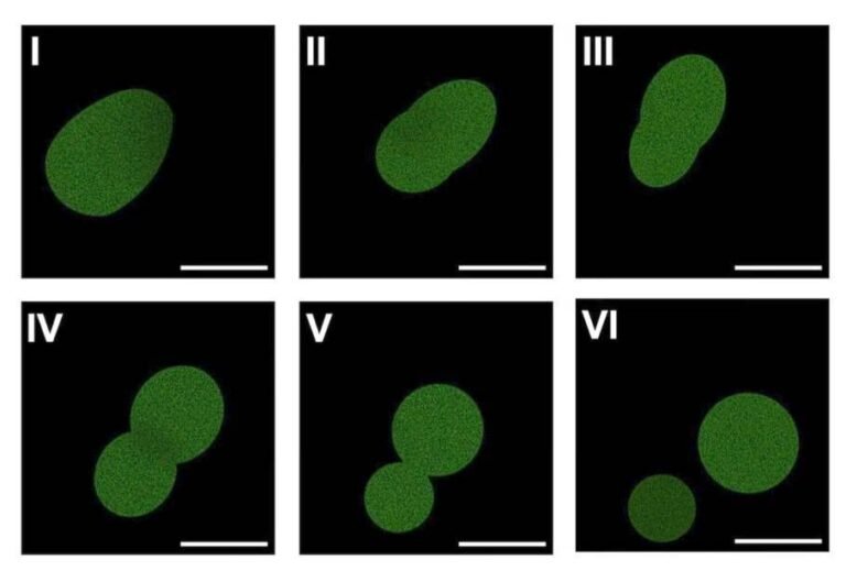 Scientists Say They’ve Made Cells That Feed, Grow and Reproduce, Bringing Them One Step Closer to Building Life From Scratch